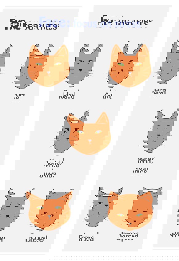 Spotting Signs of Cat Stress How to Care Cats Protection