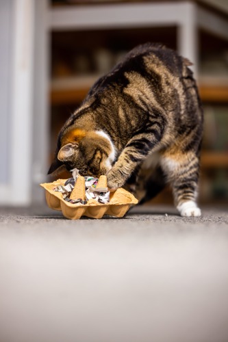 brown tabby cat playing with puzzle feeder made from an egg box