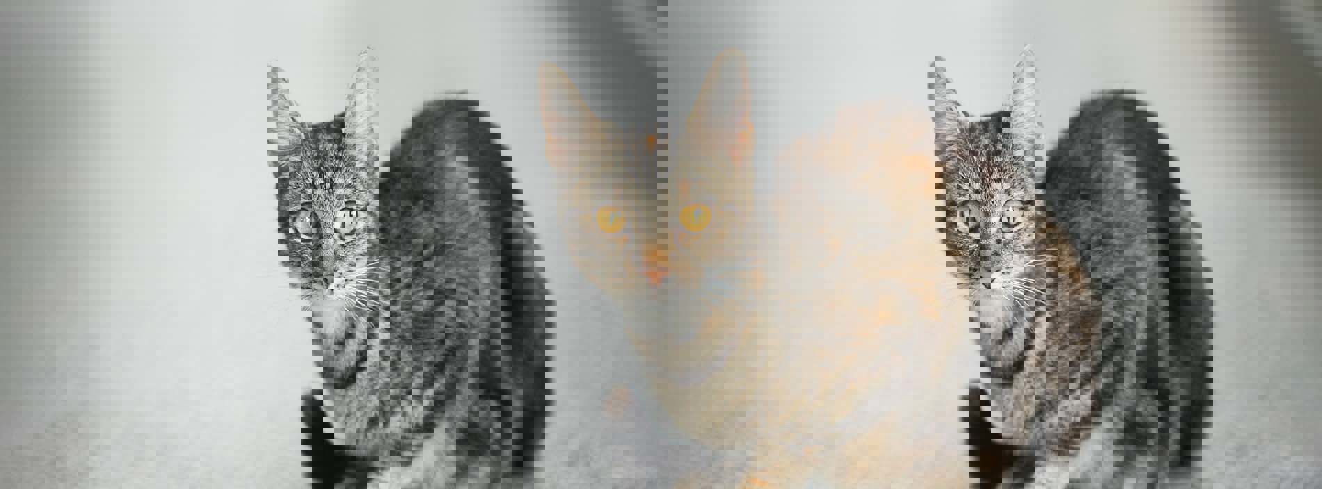 Cancer in cats
