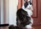 Long-haired grey-and-white cat sat on floor