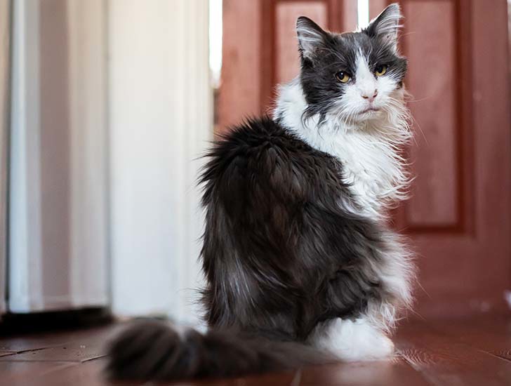 Cancer in cats | Help and Advice | Cats Protection
