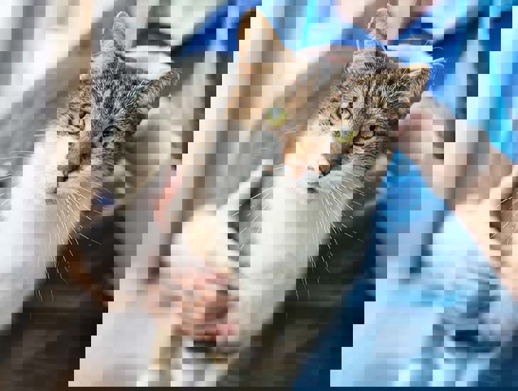 Cancer in cats Help and Advice Cats Protection