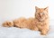 A ginger cat lying down on a blanket