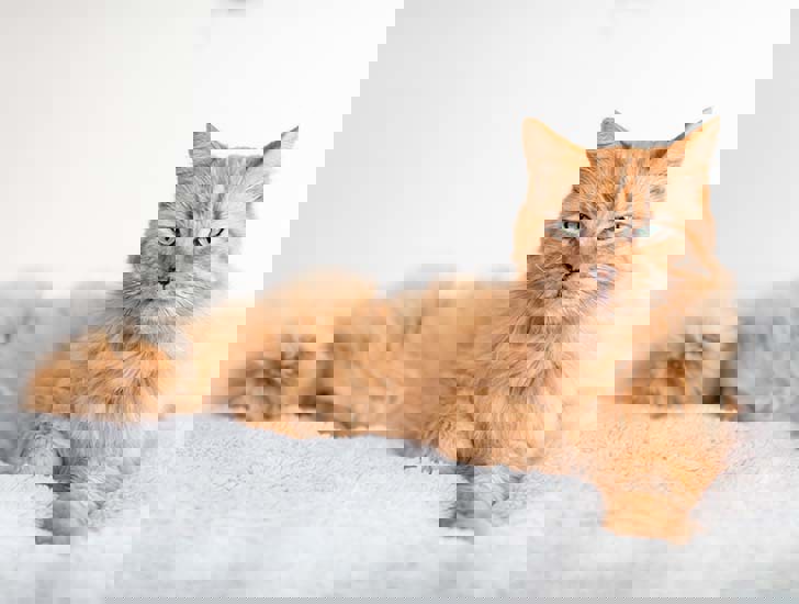 heart-disease-and-heart-failure-in-cats-cats-protection