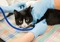 A vet checking a cat's heartbeat with a stethoscope