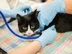 A vet checking a cat's heartbeat with a stethoscope