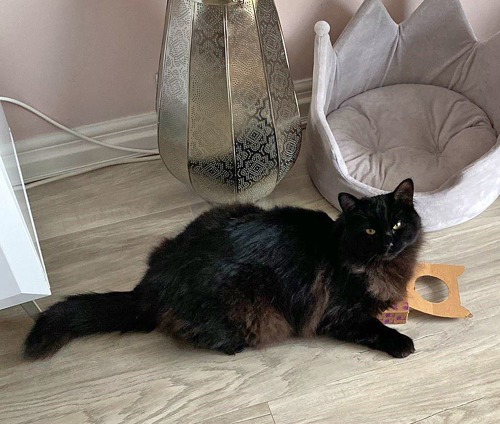 long-haired black cat lying on wooden floor