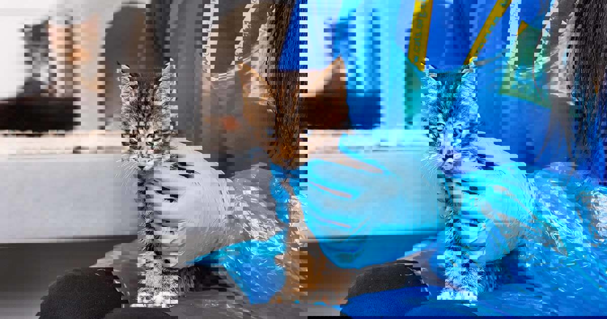 How to give your cat a tablet Cats Protection