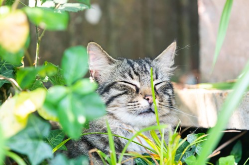 brown tabby cat sat amongst long grass and green plants
