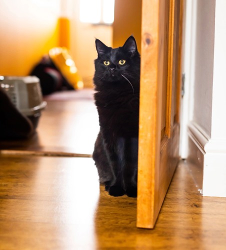 long-haired black cat sitting next to open door