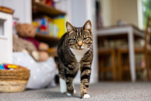 brown-and-white tabby cat walking towards the camera