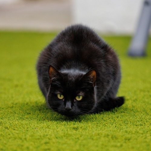 black cat in crouched position ready to pounce