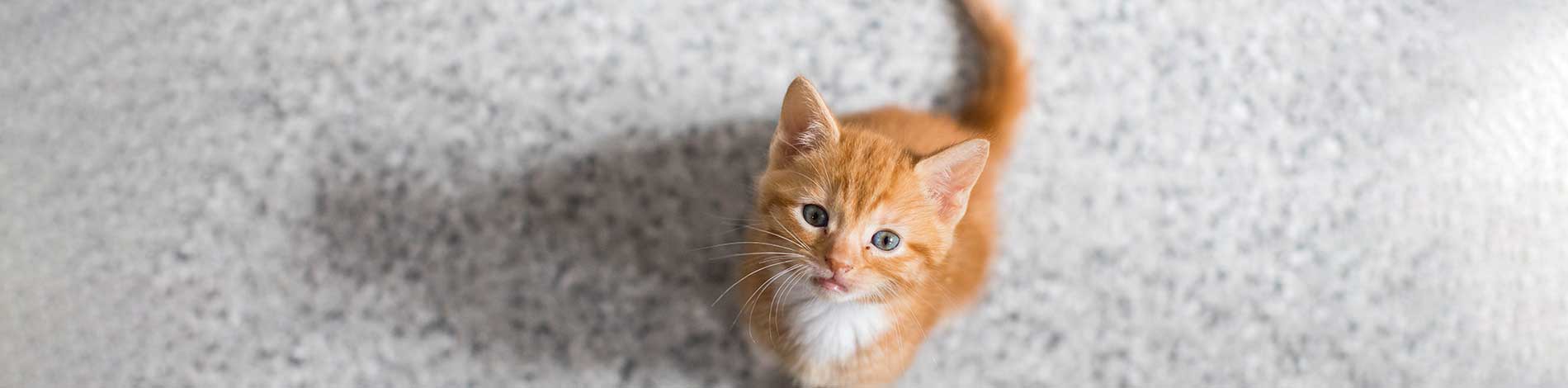 Choosing a cat