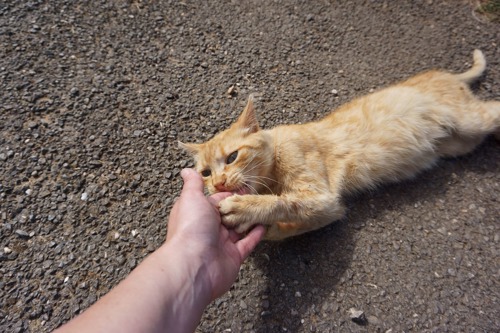 a ginger tabby cat lying on the ground and grabbing a person's hand with their front paws and biting it