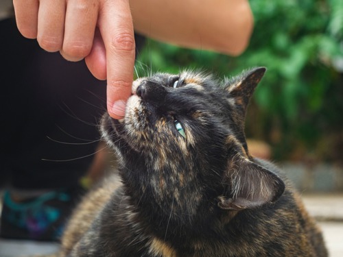 a tortoiseshell cat biting someone's finger