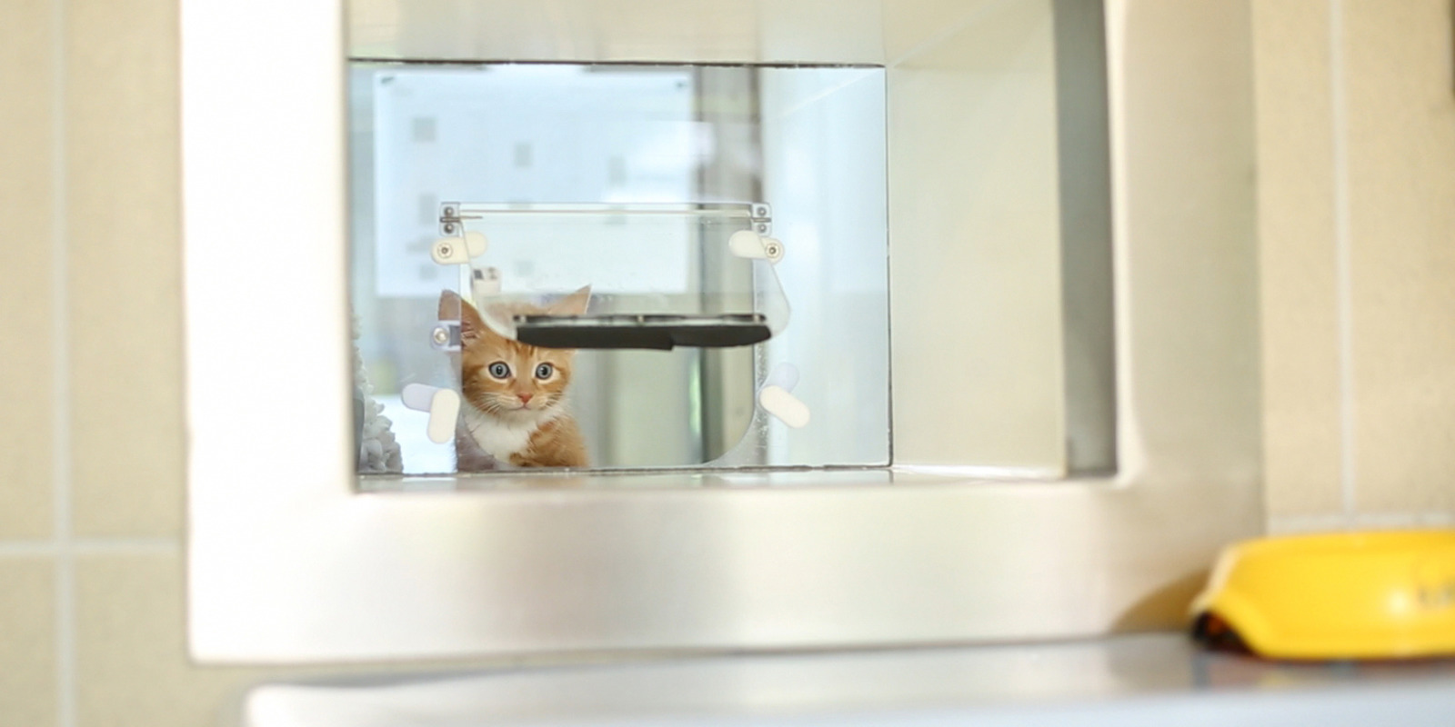Cat Flaps Advice Training Your Cat To Use One Cats Protection