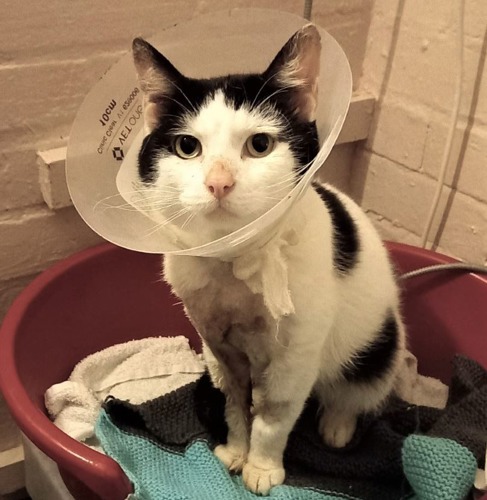 black-and-white cat with wound on his chest and plastic cone around his head