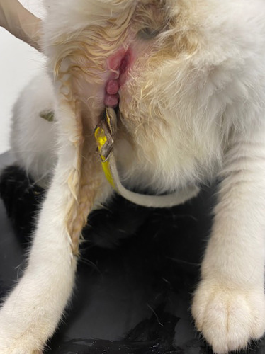 close up of wound on chest of black-and-white cat with yellow cat collar embedded