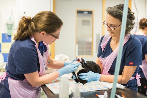 two female vets wearing pink plastic aprons examining the open mouth of a black-and-white cat on an examination table
