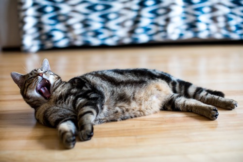 brown tabby cat lying on wooden floor with its mouth wide open