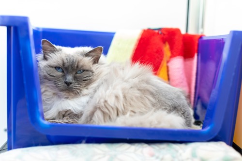 white-and-great long-haired ragdoll cat lying in blue plastic cat bed