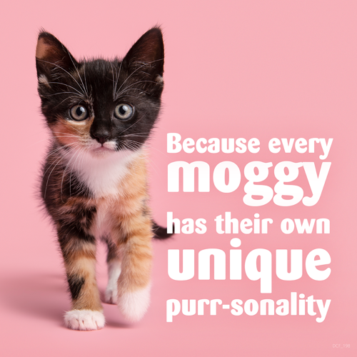 tortoiseshell kitten on pink background with the words: 'Because every moggy has their own unique purr-sonality'