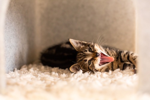 brown tabby cat lying on their side with their mouth open, showing their teeth