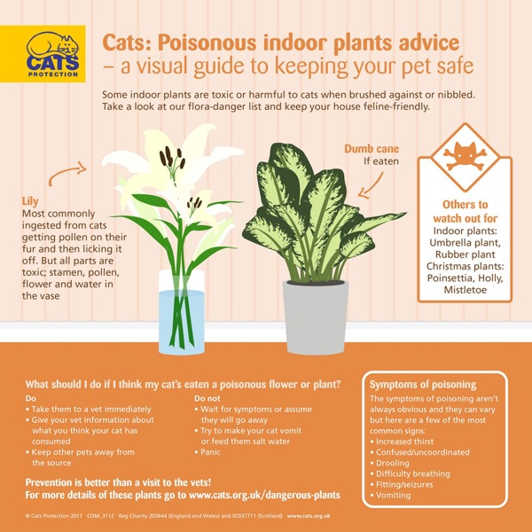 Houseplants Not Toxic For Cats
