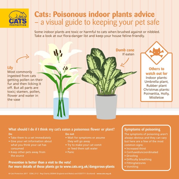 Dangerous Plants Poisonous For Cats Protection Dangerous Plants Poisonous For Cats Protection