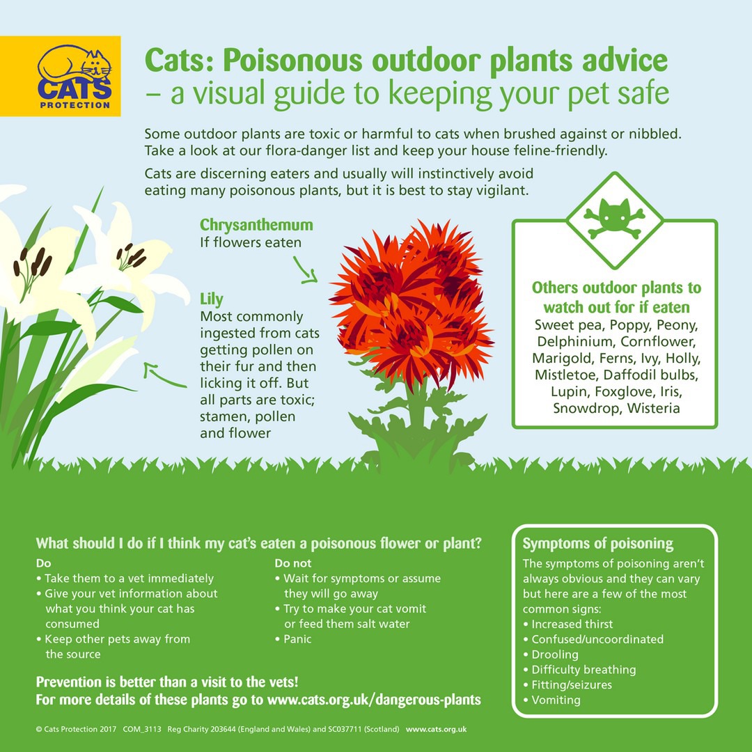 Are Daffodils Poisonous To Cats And Dogs