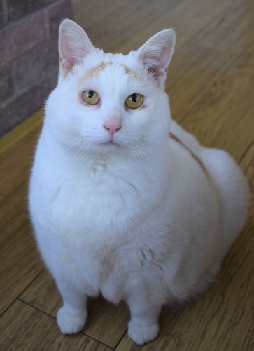 obese white cat with ginger eyebrow markings