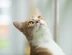 White-and-ginger-cat-looking-up.png