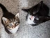 Two-kittens-looking-up.png