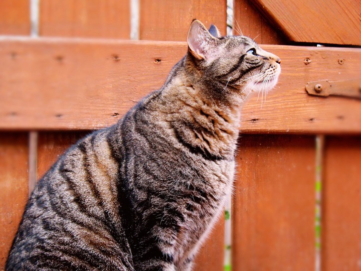 Keeping Cats Safe Outside Help & Advice Cats Protection
