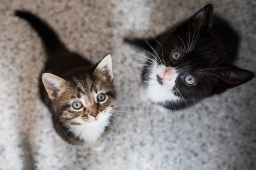 a brown tabby-and-white kitten and a black-and-white kitten looking up at the camera