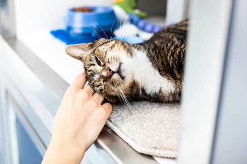 a brown tabby-and-white cat being stroked on the head