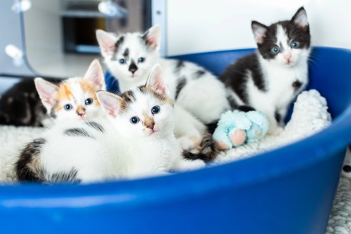 four white-and-black kittens sitting in a blue plastic cat bed
