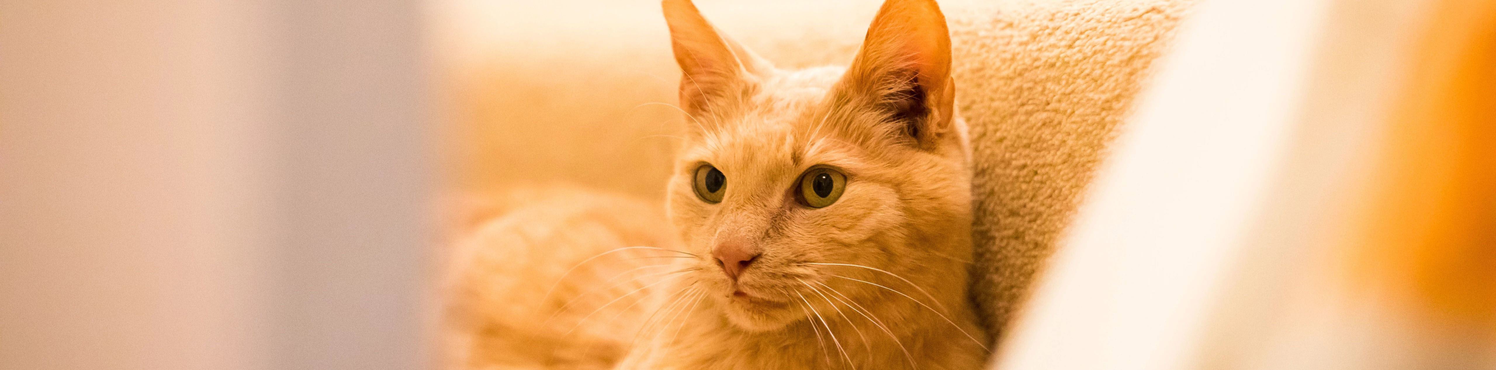 Elderly cats