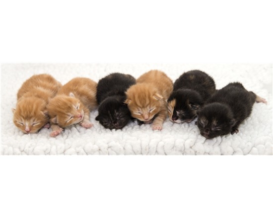 Cat Birth International Cat Care