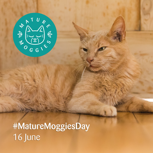 short-haired ginger tabby cat lying on wooden floor. Text on image says '#MatureMoggiesDay 16 June'