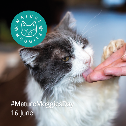 long-haired grey-and-white cat licking a human hand. Text on image says '#MatureMoggiesDay 16 June''