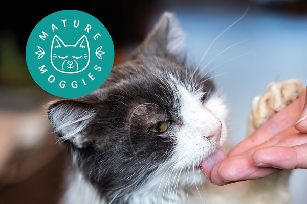 8 benefits of adopting an older cat