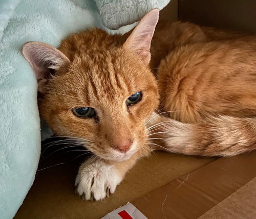 ginger tabby cat