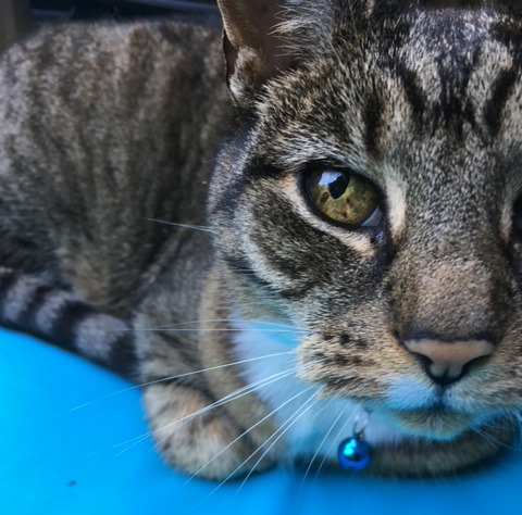 close up of brown tabby cat's face