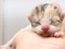 newborn tabby-and-white kitten