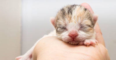 After birth | Advice on cat birthing and kittens | Cats Protectio