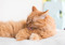 long-haired ginger cat licking their fur