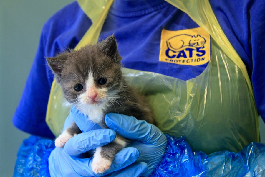 Welcome To The Epsom Ewell District Branch Of Cats Protection