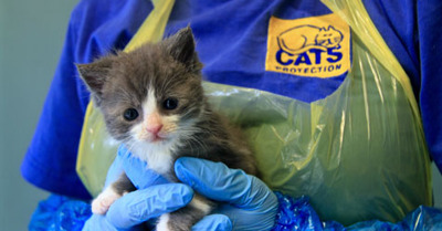 Care Of Newborn Kittens Kitten Advice Cats Protection