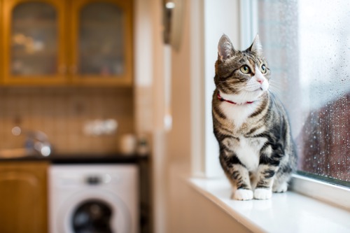 brown tabby-and-white cat sat on windowsill looking out window with raindrops on it